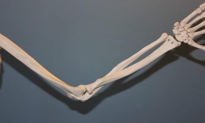 skeleton, elbow, anatomy